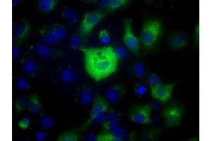 Anti-C17orf28 mouse monoclonal antibody (ABIN2452861) immunofluorescent staining of COS7 cells transiently transfected by pCMV6-ENTRY C17orf28 (RC206740). (HID1/DMC1 anticorps)