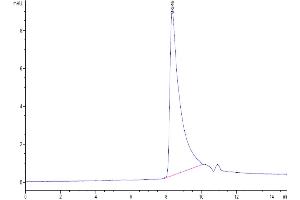 The purity of Biotinylated Human MCP-1 is greater than 95 % as determined by SEC-HPLC.