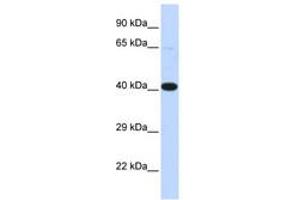 Image no. 1 for anti-Heat Shock Transcription Factor 2 Binding Protein (HSF2BP) (AA 72-121) antibody (ABIN6742528) (HSF2BP anticorps  (AA 72-121))