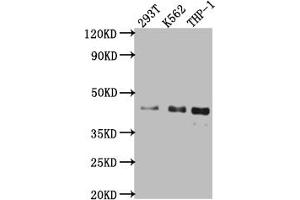 Western Blot Positive WB detected in: 293T whole cell lysate, K562 whole cell lysate, THP-1 whole cell lysate All lanes: Islet1 antibody at 1:1000 Secondary Goat polyclonal to rabbit IgG at 1/50000 dilution Predicted band size: 40 kDa Observed band size: 40 kDa (Recombinant ISL1 anticorps)