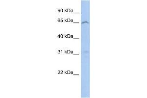 anti-Mitochondrial Calcium Uptake Family, Member 3 (MICU3) (N-Term) antibody