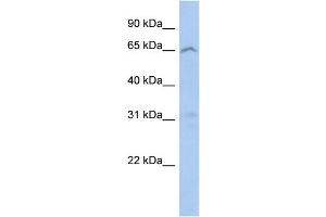 WB Suggested Anti-EFHA2 Antibody Titration: 0. (EFHA2 anticorps  (N-Term))