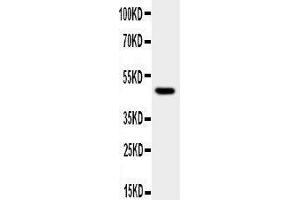 Anti-JNK1 antibody, Western blotting WB:  Cell Lysate (JNK anticorps  (N-Term))
