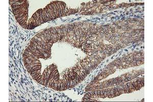 Image no. 4 for anti-TNF Receptor-Associated Protein 1 (TRAP1) antibody (ABIN1501499) (TRAP1 anticorps)