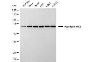 Western blotting analysis using podocalyxin like antibody (ABIN7799859).