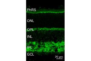 Indirect immunostaining of a PFA fixed mouse retina section (dilution 1 : 5000).