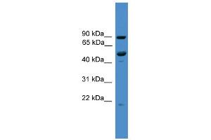 WB Suggested Anti-C3orf59 Antibody Titration: 0. (MB21D2 anticorps  (C-Term))