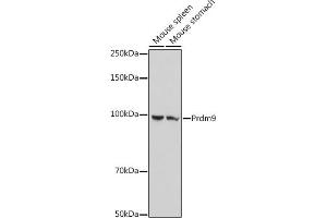 Western blot analysis of extracts of various cell lines, using Prdm9 antibody (ABIN7269502) at 1:1000 dilution.
