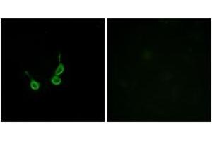 Immunofluorescence analysis of HepG2 cells, using GPR150 Antibody. (GPR150 anticorps  (AA 361-410))