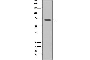 Western blot analysis of Raf1 expression in K562 cell lysate.