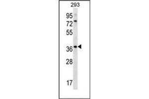 Western blot analysis of OR6X1 Antibody (C-term) in 293 cell line lysates (35ug/lane). (OR6X1 anticorps  (C-Term))