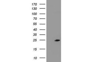 Image no. 2 for anti-Zinc Finger, AN1-Type Domain 5 (ZFAND5) antibody (ABIN1501811) (ZFAND5 anticorps)