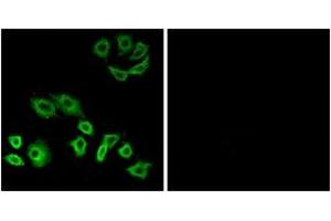 Immunofluorescence analysis of A549 cells, using RhoH Antibody. (RHOH anticorps  (AA 141-190))