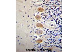 GP111 Antibody (Center) immunohistochemistry analysis in formalin fixed and paraffin embedded human cerebellum tissue followed by peroxidase conjugation of the secondary antibody and DAB staining.