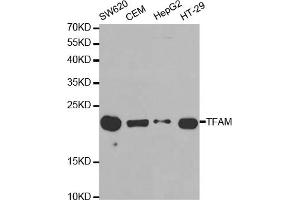 Western blot analysis of extracts of various cell lines, using TFAM antibody (ABIN5970991) at 1/1000 dilution.