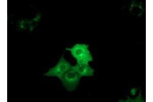 Anti-DYNC1LI1 mouse monoclonal antibody (ABIN2452969) immunofluorescent staining of COS7 cells transiently transfected by pCMV6-ENTRY DYNC1LI1 (RC222010). (DYNC1LI1 anticorps)