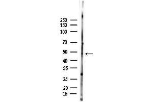 Western blot analysis of lysates from Rat testis, using NR0 Antibody at 1/1000 dilution.