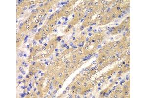 Immunohistochemistry of paraffin-embedded Mouse kidney using ERGIC2 Polyclonal Antibody at dilution of 1:100 (40x lens). (ERGIC2 anticorps)