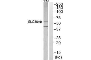 Western blot analysis of extracts from HuvEC cells, using SLC30A9 antibody. (SLC30A9 anticorps  (Internal Region))