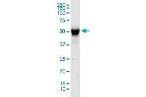 C13orf18 MaxPab rabbit polyclonal antibody. (C13orf18 anticorps  (AA 1-595))