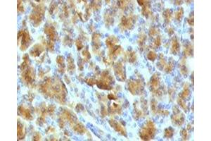 IHC testing of FFPE mouse pancreas with Elastase 3B antibody.