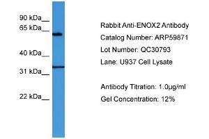 WB Suggested Anti-ENOX2  Antibody Titration: 0. (ENOX2 anticorps  (N-Term))