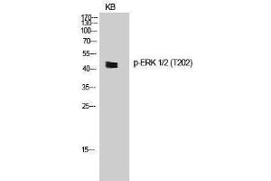 Western Blotting (WB) image for anti-Mitogen-Activated Protein Kinase 1/3 (MAPK1/3) (pThr202) antibody (ABIN3181999) (ERK1/2 anticorps  (pThr202))