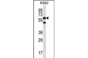CCT8 Antibody (C-term) (ABIN656431 and ABIN2845721) western blot analysis in K562 cell line lysates (35 μg/lane). (CCT8 anticorps  (C-Term))