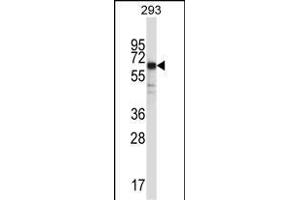 SYT6 Antibody (C-term) (ABIN657471 and ABIN2846499) western blot analysis in 293 cell line lysates (35 μg/lane). (SYT6 anticorps  (C-Term))