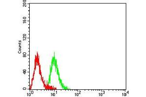 Flow cytometric analysis of Raji cells using CD3G mouse mAb (green) and negative control (red). (CD3G anticorps  (AA 23-116))