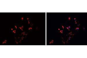 ABIN6279542 staining HEPG2 cells by IF/ICC.