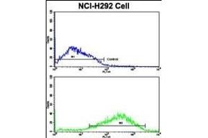 Flow cytometric analysis of NCI- cells using ACK1 Antibody (N-term)(bottom histogram) compared to a negative control cell (top histogram). (TNK2 anticorps  (N-Term))