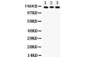 Anti- ATP1A1 Picoband antibody, Western blotting All lanes: Anti ATP1A1  at 0. (ATP1A1 anticorps  (N-Term))