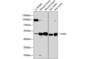 Western blot analysis of extracts of various cell lines, using LHX1 antibody (ABIN7268260) at 1:1000 dilution. (LHX1 anticorps  (AA 120-180))
