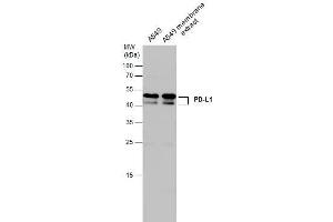 WB Image A549 whole cell and membrane extracts (30 μg) were separated by 12% SDS-PAGE, and the membrane was blotted with PD-L1 antibody , diluted at 1:500. (PD-L1 anticorps  (C-Term))