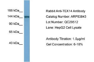 WB Suggested Anti-TEX14  Antibody Titration: 0.