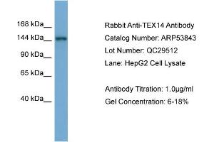 WB Suggested Anti-TEX14  Antibody Titration: 0. (TEX14 anticorps  (Middle Region))