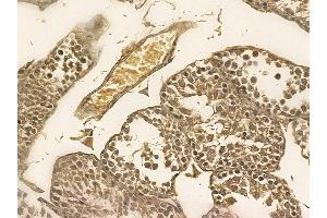 TFIP11 Mouse Monoclonal Antibody at 1/100 staining mouse testis tissue by IHC-P. (TFIP11 anticorps)