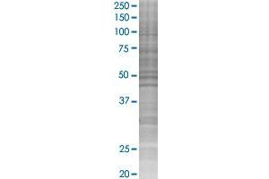 PIK3R1 transfected lysate. (PIK3R1 293T Cell Transient Overexpression Lysate(Denatured))