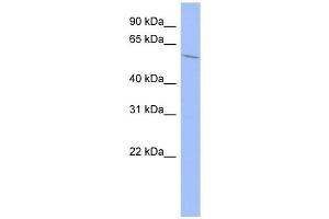 WB Suggested Anti-IGF2BP2 Antibody Titration:  0.
