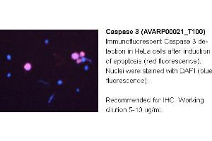 Image no. 2 for anti-Caspase 3 (CASP3) (N-Term) antibody (ABIN2774596) (Caspase 3 anticorps  (N-Term))