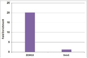 5-Methylcytosine (5-mC) antibody (mAb) tested by Methyl-DNA Immunoprecipitation (MeDIP). (5-Methylcytosine anticorps)