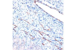 Immunohistochemistry of paraffin-embedded mouse kidney using Cadherin-13 (CDH13) Rabbit mAb (ABIN7265996) at dilution of 1:100 (40x lens).