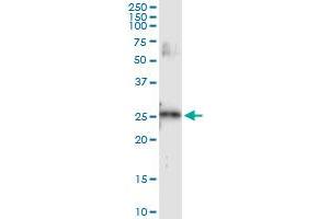 Immunoprecipitation of VEGFB transfected lysate using anti-VEGFB MaxPab rabbit polyclonal antibody and Protein A Magnetic Bead , and immunoblotted with VEGFB purified MaxPab mouse polyclonal antibody (B01P) .