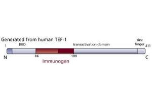 Image no. 1 for anti-TEA Domain Family Member 1 (SV40 Transcriptional Enhancer Factor) (TEAD1) (AA 86-199) antibody (ABIN968252) (TEAD1 anticorps  (AA 86-199))