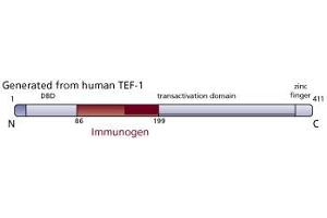Image no. 1 for anti-TEA Domain Family Member 1 (SV40 Transcriptional Enhancer Factor) (TEAD1) (AA 86-199) antibody (ABIN968252)