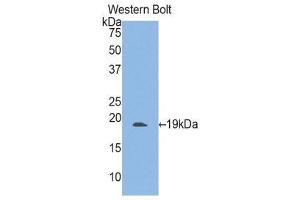Western Blotting (WB) image for anti-Integrin alpha M (ITGAM) (AA 301-451) antibody (ABIN1859496) (CD11b anticorps  (AA 301-451))