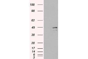 Western Blotting (WB) image for Death-Associated Protein 3 (DAP3) peptide (ABIN370267) (Death-Associated Protein 3 (DAP3) Peptide)
