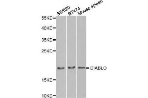 Western blot analysis of extracts of various cell lines, using DIABLO antibody. (DIABLO anticorps  (AA 1-232))