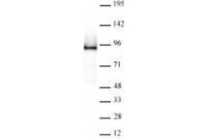 Rad21 antibody (rAb) tested by Western blot.